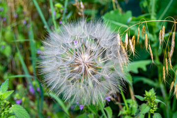 Beautiful wild growing flower seed dandelion on background meadow