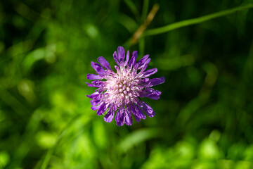 Fine wild growing flower aster echinops on background meadow