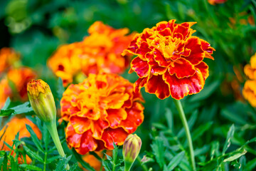 Fine wild growing flower marigold calendula on background meadow