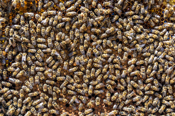 Abstract hexagon structure is honeycomb from bee hive filled