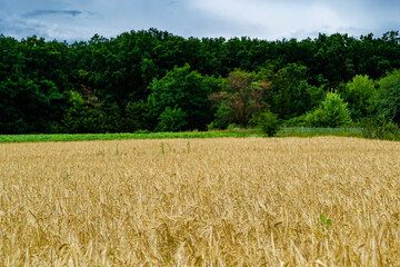 Photography on theme big wheat farm field for organic harvest
