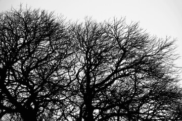 silhouette of a tree on a winter day