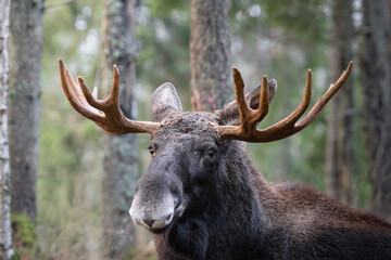 Moose bull with big antlers close up in forest with blurred background. Selective focus.