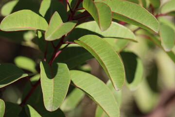Green alternate distally cuspidate conduplicate entire glabrous oblongly lanceolate leaves of Malosma Laurina Form Rhusifolia, Anacardiaceae, native shrub in the Santa Monica Mountains, Winter.