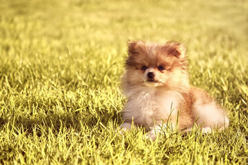 Fototapeta premium cute little pomeranian puppy with fiery red color