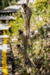 Three monkey on the tree. The Black-tufted marmoset also know as Mico-estrela or sagui is a typical monkey from Cerrado biome. Species Callithrix penicillata. Animal lover. Wildlife.