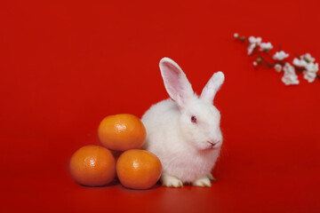Happy Lunar Chinese New Year 2023, cute white rabbit bunny with Mandarin orange and plum blossom flower on red background, lucky symbol item oriental Asian style.
