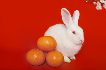 Happy Lunar Chinese New Year 2023, cute white rabbit bunny with Mandarin orange and plum blossom flower on red background, lucky symbol item oriental Asian style.