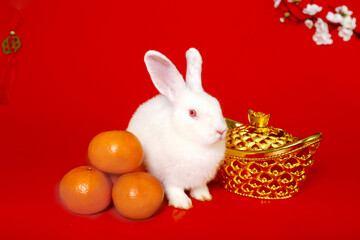 Happy Lunar Chinese New Year 2023, cute white rabbit bunny with gold ingot, Mandarin orange and plum blossom flower on red background, lucky symbol item oriental Asian style.