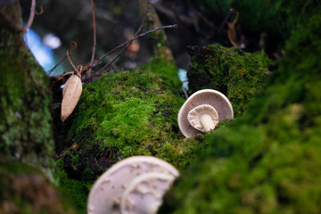 White fungus on tree trunk seen from below