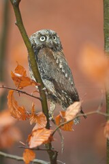 Výreček malý. Eurasian scops owl (Otus scops), also known as the European scops owl or just scops owl, is a small owl. 