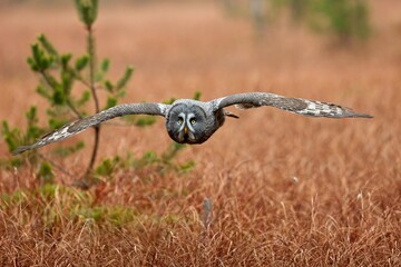 Strix nebulosa, Great grey owl, Puštík vousatý in the flight