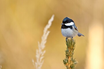 Coal tit, (Parus ater), sýkora úhelníček on the branch