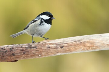 Coal tit, (Parus ater), sýkora úhelníček on the branch