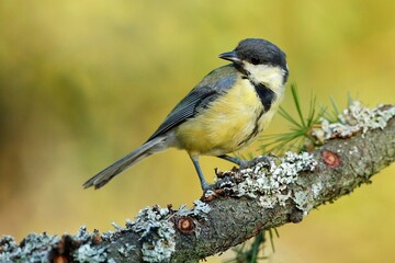 The great tit (Parus major), sýkora koňadra, close portrait