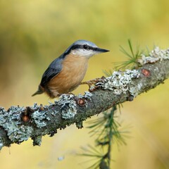 Nuthatch (Sitta europaea), brhl&iacute;k lesn&iacute; on a branch in super light