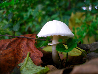 White capped mushroom in fall foliage