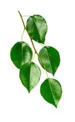Branch with green leaves isolated on white background