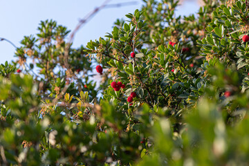 Fototapeta na wymiar Fruit of Arbutus unedo In the tree in late autumn