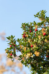 Fototapeta na wymiar Fruit of Arbutus unedo In the tree in late autumn
