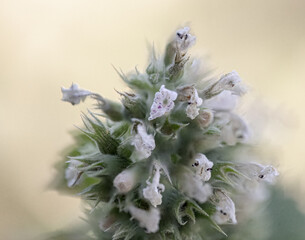 Catnip flowers close up with soft background