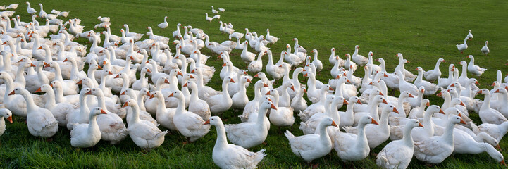 Weiße Martinsgänse