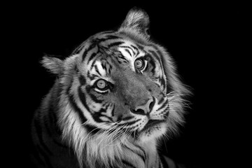 Fototapeta na wymiar The Sumatran Tiger Closeup Portrait