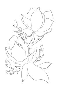 sketch of magnolia rose