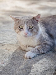 Portrait of a gray homeless tabby cat. Stray cat lying down on paving stones. Abandoned animal
