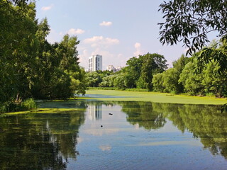 The green carpet of the summer pond