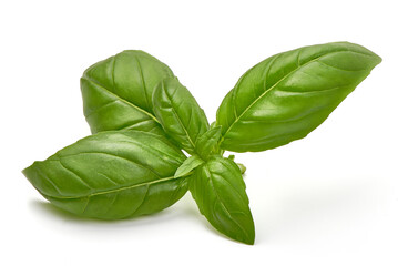 Basil leaves, isolated on white background.