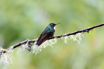 Hummingbird on a branch