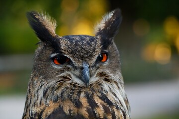 Bubo bubo, Eurasian eagle-owl, výr velký. Portrait.