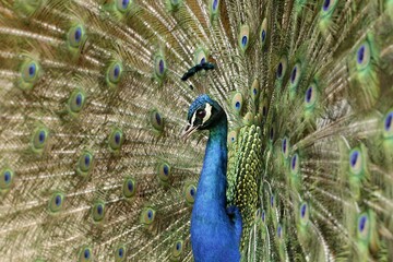 Obraz premium Closeup of a peacok (pavo cristatus) with its wings spread looking straight into the camera.