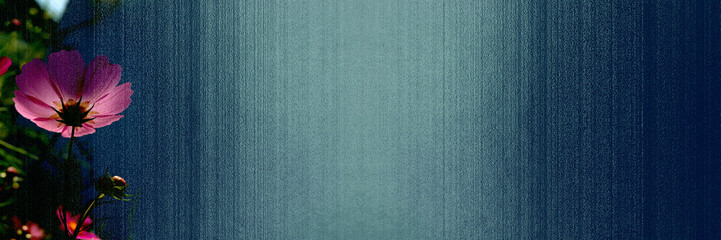 コスモスの咲く