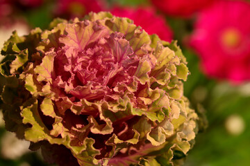 Ornamental cabbage flower in full sun. Botanical name Brassica oleracea.