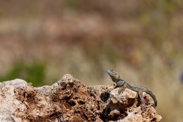 Naklejka na ściany i meble A lizard sunbathing on the stones