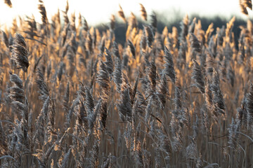 marsh grass in the wind