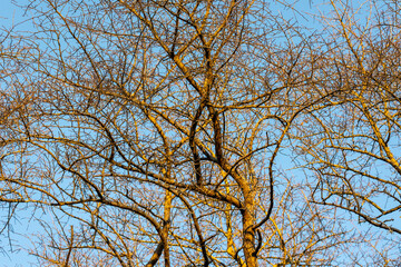 tree and sky in morning light