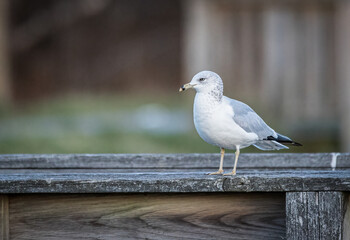 seagull on a fence