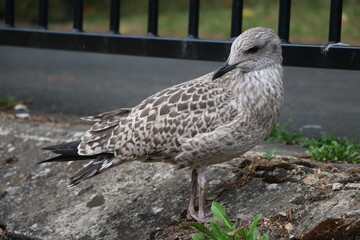 Portrait of a young seagull, England GB