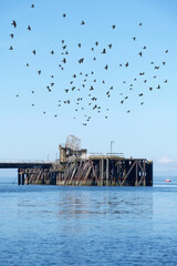 Old derelict wooden jetty pier in sea at Inverkip power station