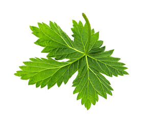 One fresh green leaf isolated on white background