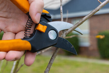 Pruning a tree