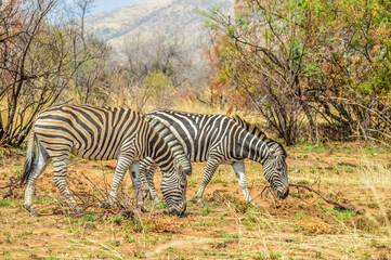 Cape Burchell's Zebra in savannah in South Africa