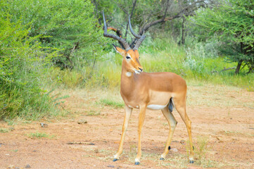 Impala antelope in South African game reserve