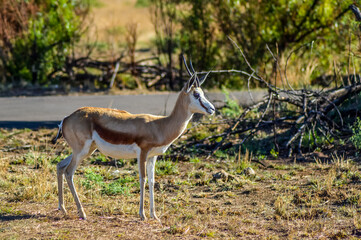 Naklejka na ściany i meble Springbok antelope ( Antidorcas marsupialis ) is national animal of South Africa taken in a game reserve during safari