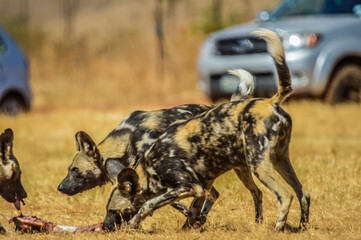 The African wild dog (Lycaon pictus), also known as African hunting or African painted dog or painted wolf in a game reserve