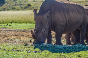 Obraz premium Artistic photo of a, endangered male bull white Rhinoceros in a game reserve in Johannesburg South Africa