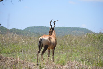 Red hartebeest (Alcelaphus buselaphus caama or Alcelaphus caama) grazing in a nature game South Africa